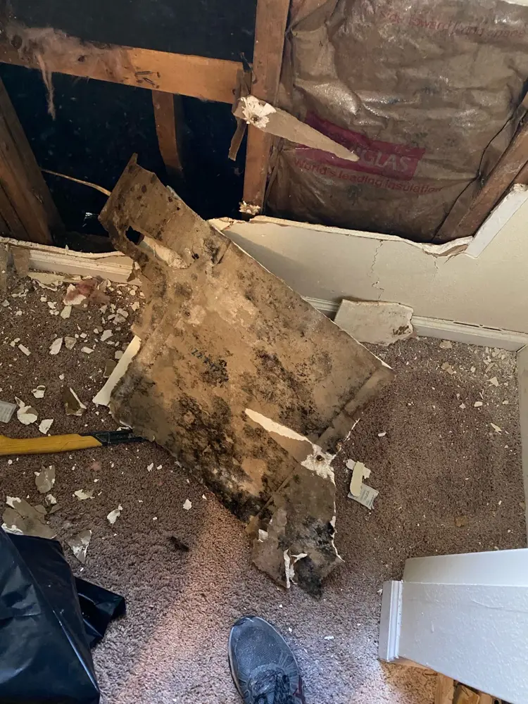 Mold-covered drywall opened up inside a ceiling cavity
