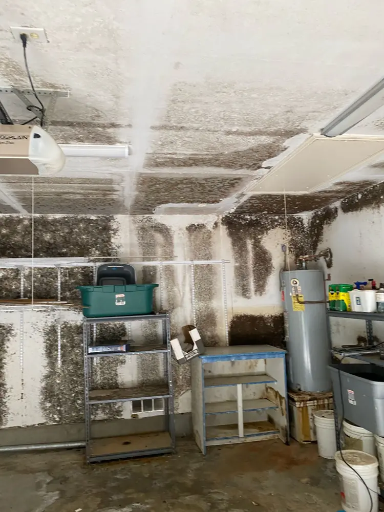 Severe garage mold before remediation — walls and ceiling covered in growth