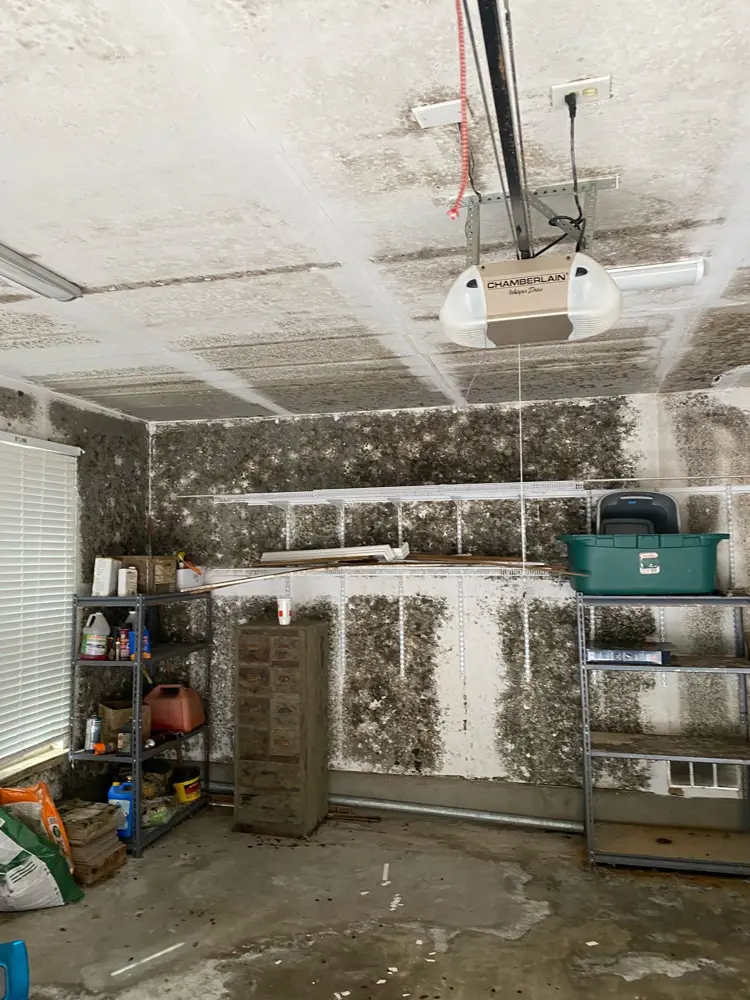 Heavy mold colonization across garage drywall before remediation