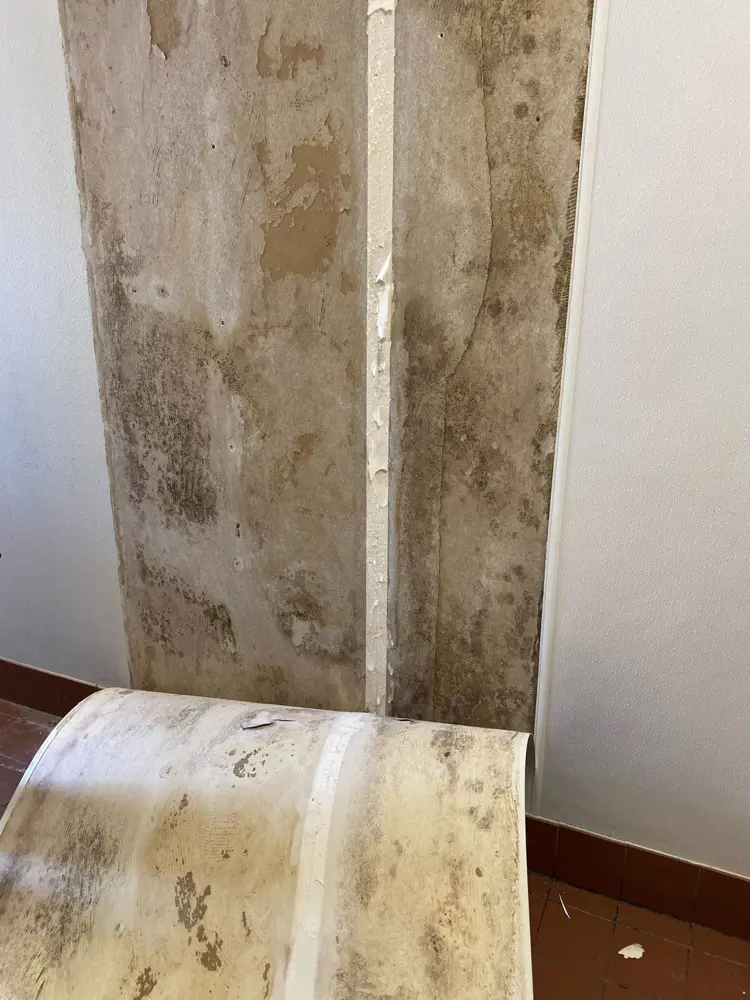 Mold discovered spreading behind a wall covering